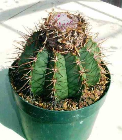 Melocactus_ammotrophus